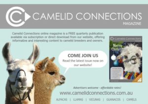 camelid connections advertisement
